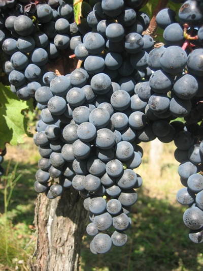 Vignoble Domaine de Peyrié